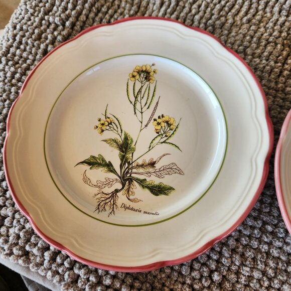 Vintage Italian Plates - PRL10 Diplotaxis Muralis by Primula - Picture 4 of 7